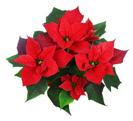 Christmas poinsettia flowers