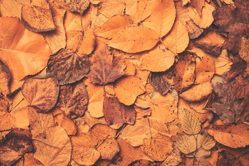 Dried autumn leaves texture, flat lay
