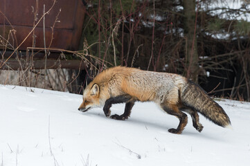 Red Fox (Vulpes vulpes) Walks Left Past Old Truck in Woods Winter