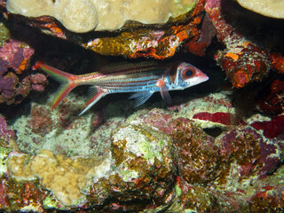 Spotfin squirrelfish in Red Sea, near Marsa Alam, egypt, underwater photograph
