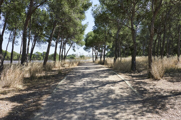 path in the forest