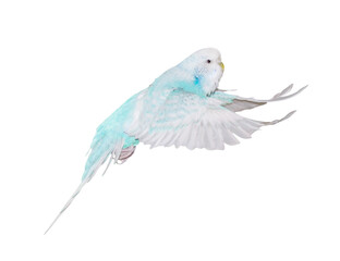 flying white and cyan budgerigar