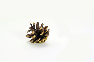 pine cone isolated on white background