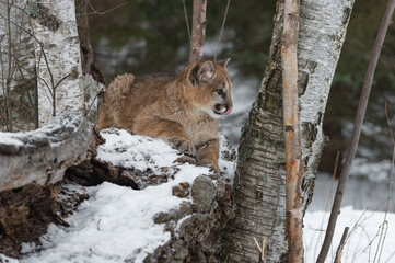 Female Cougar (Puma concolor) LIes Atop Log Looking Right Licking Nose Winter