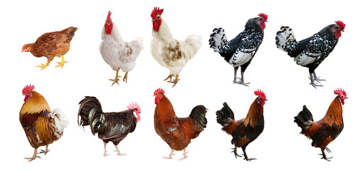 ten roosters isolated on white background