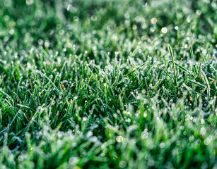 Raureif auf einer Grasfläche