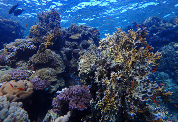 Fototapeta premium Coral reef near Fury Shoal in Red Sea, Egypt, underwater photograph