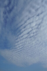 Obraz premium Cirrocumulus floccus, lebhaftes Wolken Bild mit blau und weiß in enger Abfolge