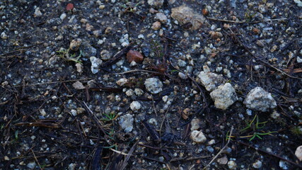 ants on the beach