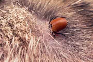 A dangerous carrier of infections, a tick dug into the skin of a cat