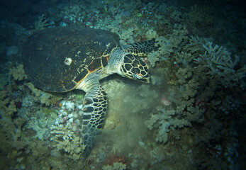 Fototapeta na wymiar Hawksbill turtle in Red Sea, Egypt, underwater photograph