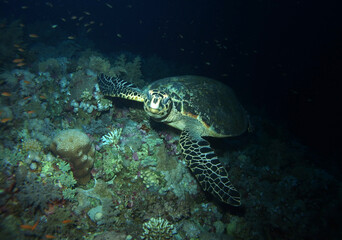 Obraz na płótnie Canvas Hawksbill turtle in Red Sea, Egypt, underwater photograph