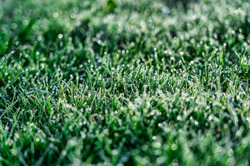 Raureif auf einer Grasfläche