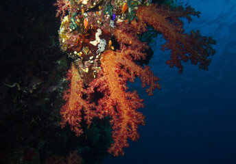 Fototapeta na wymiar Soft coral on Elphistone reef in Red Sea, Egypt, underwater photograph 