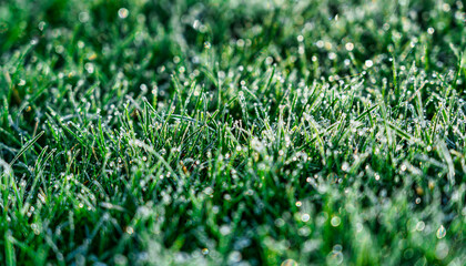 Raureif auf einer Grasfläche