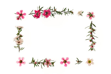 Fototapeta na wymiar frame of pink and white manuka tree flowers isolated on white background with copy space