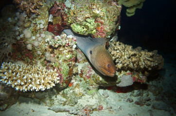  Giant moray in Red Sea, Egypt, underwater photograph