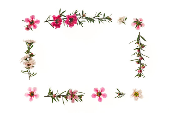 frame of pink and white manuka tree flowers isolated on white background with copy space