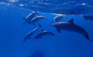 Naklejka premium Spinner dolphins in Red Sea near Marsa Alam, Egypt