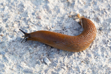 Slug crawling on the ground in Brittany