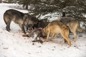 Grey Wolves (Canis lupus) Feed Together at Deer Carcass Winter