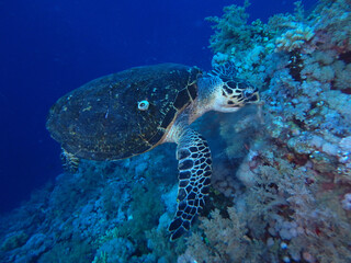 Naklejka na ściany i meble Hawksbill turtle in Red Sea, Egypt, underwater photograph