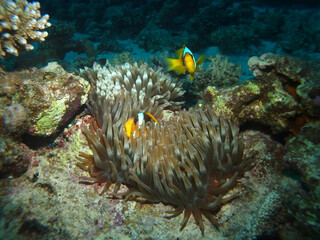 Fototapeta na wymiar Red Sea Anemonefish, Fury Shoal, Red Sea Egypt, underwater photograph 