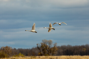 The tundra swans in flight