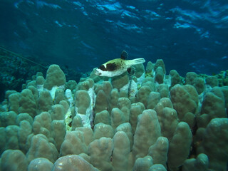 Masked puffer, Fury Shoal, Red Sea, Egypt, underwater photograph