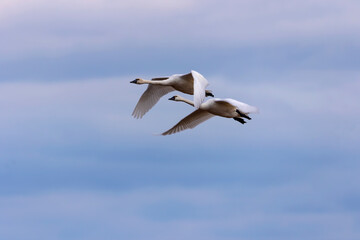The tundra swans in flight