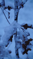 snow covered branches
