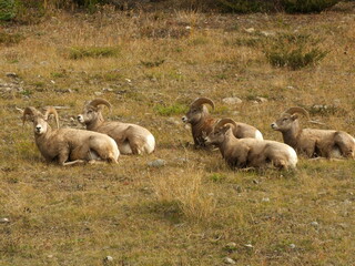 Five Big horn Sheep resting on side of mountain valley in summer at Kananaskis Country in Alberta Canada