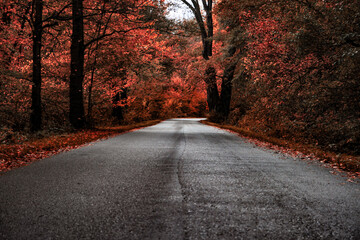 Obraz premium droga w lesie jesienią