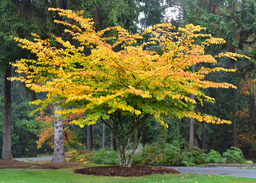Witch-Hazel - Queen of Winter