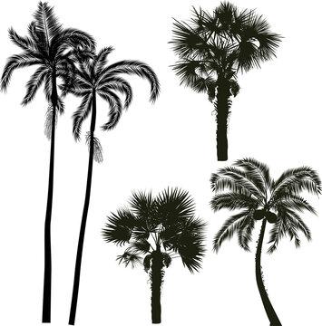 five palm tree silhouettes on white