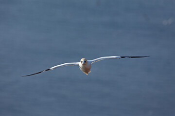 Northern gannet colony on the Helgeland. A colony of gannet nesting on the cliff. European wildlife.