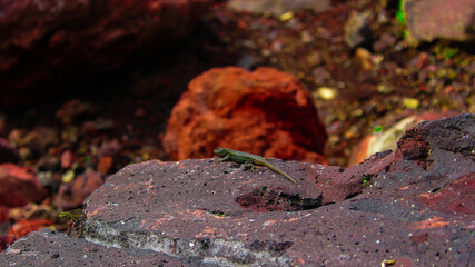 Animales entre rocas 