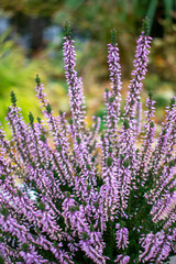 Beautiful vibrant purple / pink heather shrubs in the green cold autumn / fall garden