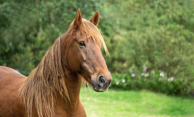 Fototapeta premium Cute horse in an ecological farm on a green and natural background with copy space