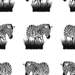 Seamless pattern of graphical sketch Zebra stands in the grass isolated on white background, vector illustration