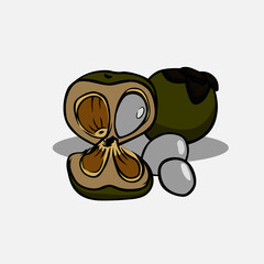 Vector illustration of palm sugar fruit. Fruit vector illustration.