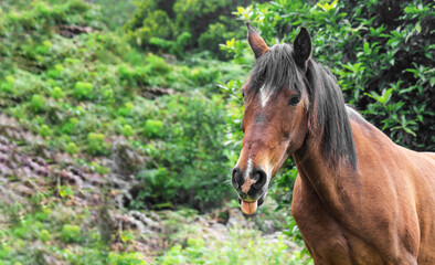 Fototapeta premium Cute horse in an ecological farm on a green and natural background with copy space