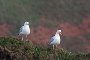 Seagulls stay on the top of the hill. Gulls are observing near the coast. European nature. 