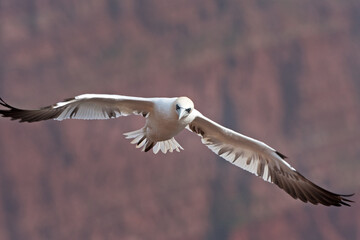 Northern gannet colony on the Helgeland. A colony of gannet nesting on the cliff. European wildlife.