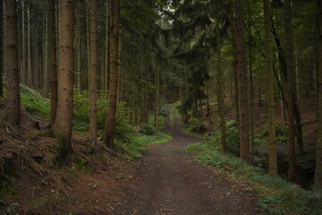 beautiful meadow in the woods 