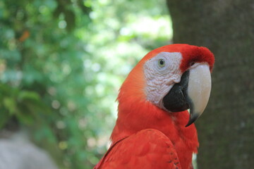 Close up of a Macaw head