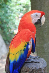 Close up of a Macaw parrot