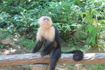 Capuchin monkey sitting on a log