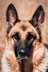 A yellow dry autumn leaf stuck to the dog's face. Serious dog breed, portrait of a dog for a poster or banner. Large charming portrait of a black-and-red adult German shepherd with a gray muzzle.