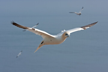 Northern gannet colony on the Helgeland. A colony of gannet nesting on the cliff. European wildlife.